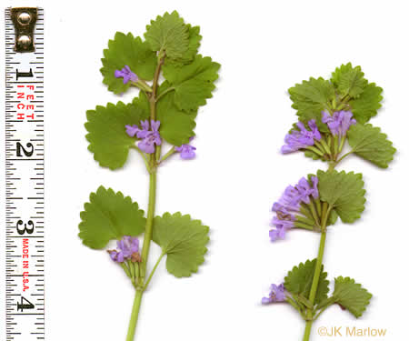 image of Glechoma hederacea, Ground Ivy, Gill-over-the-ground, Creeping Charlie