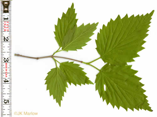 image of Viburnum recognitum, Smooth Arrowwood, Northern Arrowwood