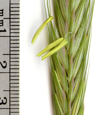 spikelet