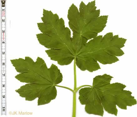 image of Heracleum maximum, Cow-parsnip, American Hogweed, Masterwort