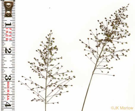 image of Dichanthelium longiligulatum, Long-ligule Witchgrass, Coastal Plain Witchgrass