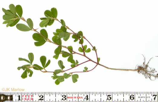 image of Kummerowia striata, Japanese-clover, Common Lespedeza, Annual Lespedeza