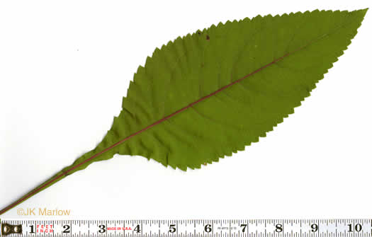 petiole