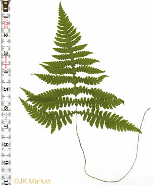 image of Phegopteris hexagonoptera, Broad Beech Fern