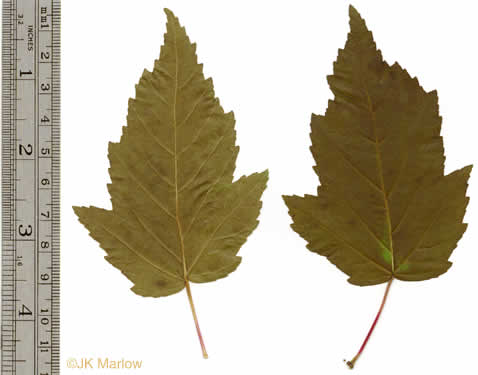 image of Acer ginnala, Amur Maple