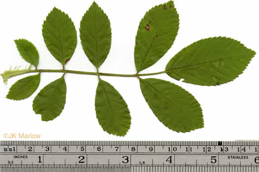 image of Rosa multiflora, Multiflora Rose