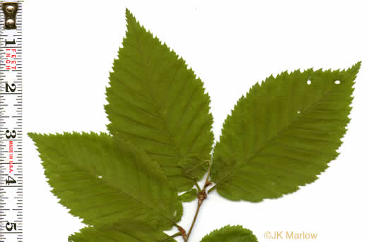 image of Betula alleghaniensis, Yellow Birch