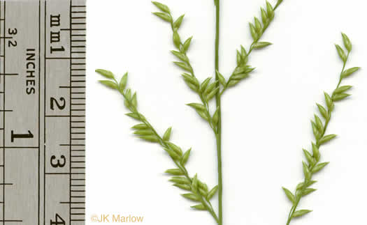 image of Coleataenia anceps ssp. anceps, Beaked Panicum, Beaked Panicgrass