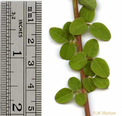 image of Desmodium ciliare, Hairy Small-leaf Tick-trefoil, Littleleaf Tick-trefoil