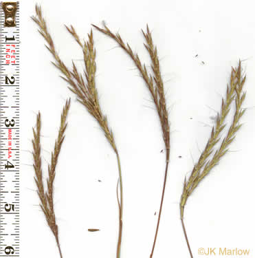 image of Andropogon gerardi, Big Bluestem, Turkeyfoot