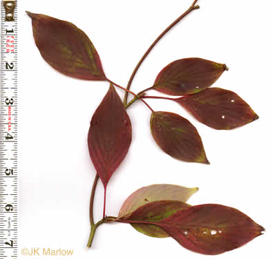 image of Swida alternifolia, Alternate-leaf Dogwood, Pagoda Dogwood, Pagoda Cornel