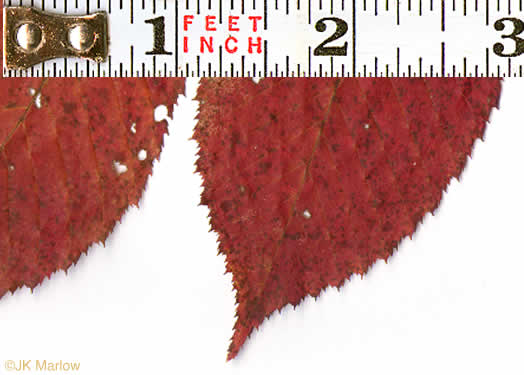 image of Carpinus caroliniana +, Musclewood, American Hornbeam, Blue-beech, Ironwood