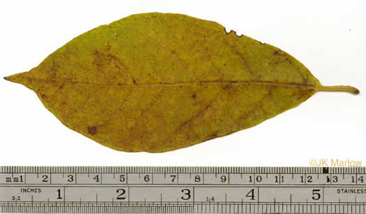 image of Lindera benzoin, Northern Spicebush, Wild Allspice