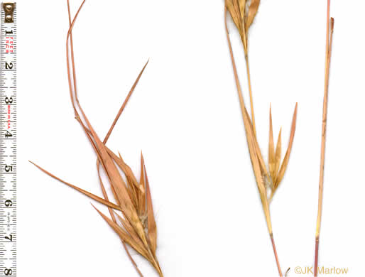 image of Andropogon gyrans, Elliott's Bluestem