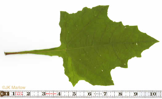 petiole