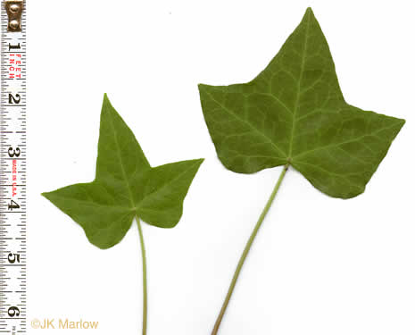 Hedera helix var. helix, English Ivy, Common Ivy