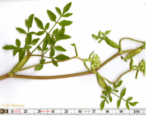 image of Angelica venenosa, Hairy Angelica, Downy Angelica, Deadly Angelica, Woodland Angelica