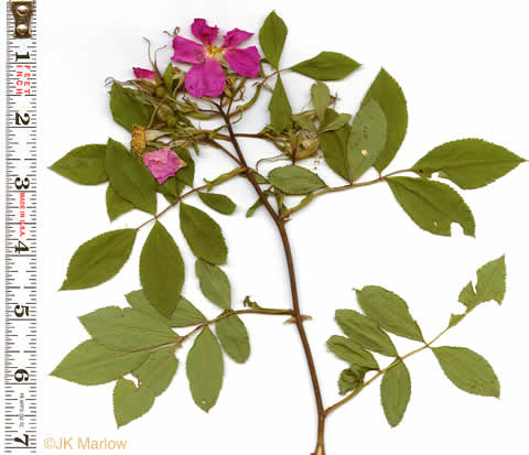 image of Rosa palustris, Swamp Rose