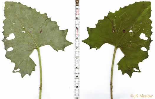 image of Arnoglossum atriplicifolium, Pale Indian-plantain