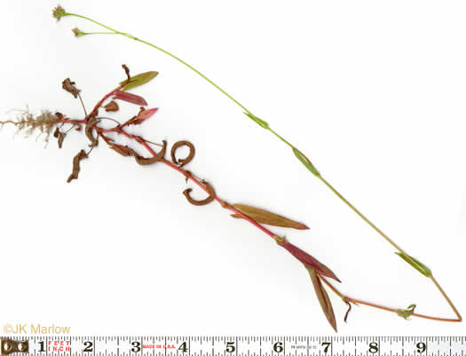 image of Persicaria sagittata, Arrowleaf Tearthumb, Arrowvine, Scratch-grass