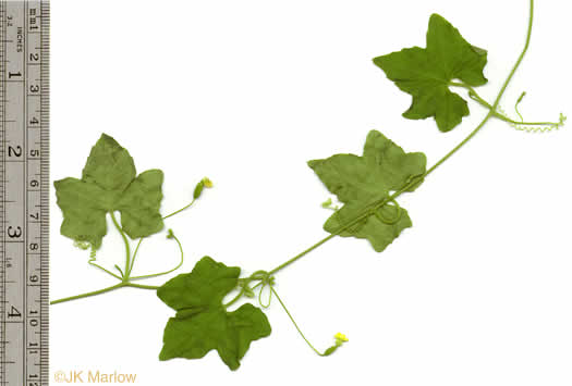 image of Melothria pendula, Creeping Cucumber