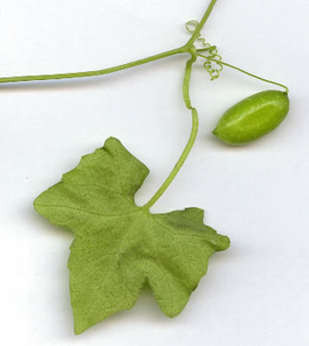 image of Melothria pendula, Creeping Cucumber