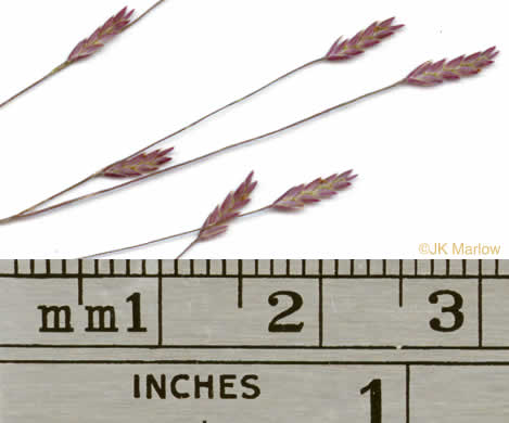 image of Eragrostis spectabilis, Purple Lovegrass, Tumblegrass