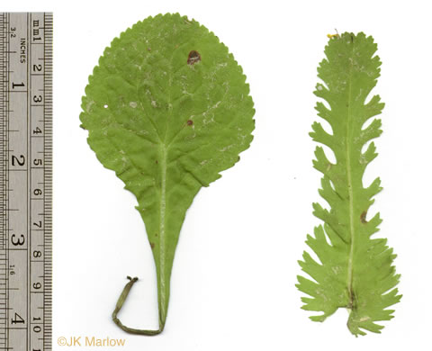 image of Packera obovata, Roundleaf Ragwort, Roundleaf Groundsel, Spatulate-leaved Ragwort, Running Ragwort