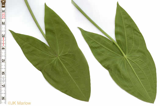 image of Sagittaria latifolia +, Broadleaf Arrowhead, Duck Potato, Common Arrowhead