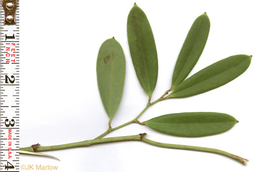 image of Smilax laurifolia, Bamboo-vine, Blaspheme-vine, Wild Bamboo, Laurel-leaf Greenbriar