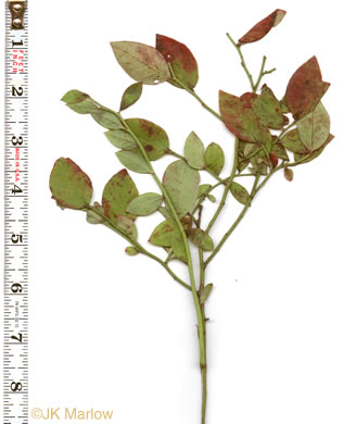 image of Vaccinium pallidum, Hillside Blueberry, Dryland Blueberry, Upland Low Blueberry, Lowbush Blueberry