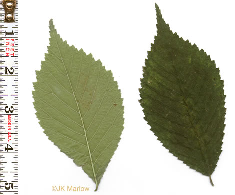 image of Ulmus rubra, Slippery Elm, Red Elm