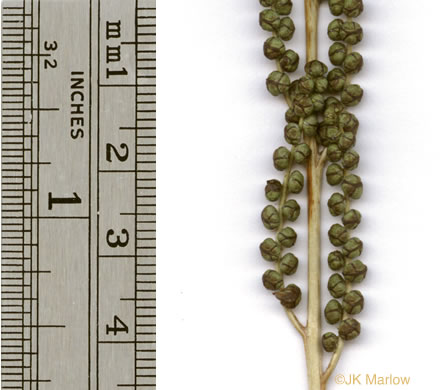 image of Onoclea sensibilis, Sensitive Fern, Bead Fern