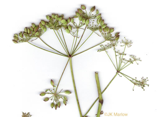 image of Oxypolis rigidior, Cowbane, Pig-potato, Stiff Cowbane