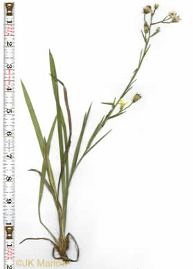 Pityopsis aspera var. adenolepis, Carolina Silkgrass, Pineland Silkgrass, Grassleaf Goldenaster