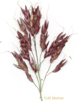 image of Sorghum halepense, Johnsongrass