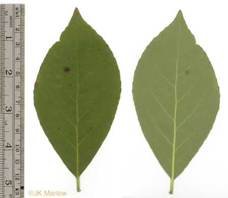 image of Symplocos tinctoria, Horsesugar, Sweetleaf, Dyebush