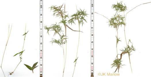 image of Dichanthelium dichotomum var. dichotomum, Forked Witchgrass