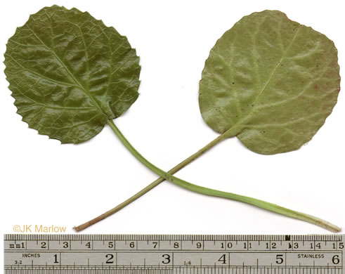 image of Shortia galacifolia, Oconee Bells, Southern Shortia