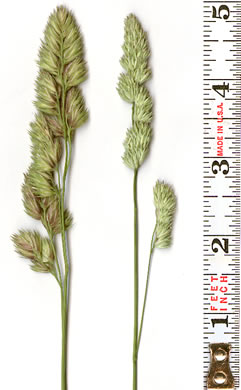 image of Dactylis glomerata, Orchard Grass