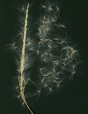 image of Imperata cylindrica, Cogongrass, Bloodroot Grass, Brazilian Satintail