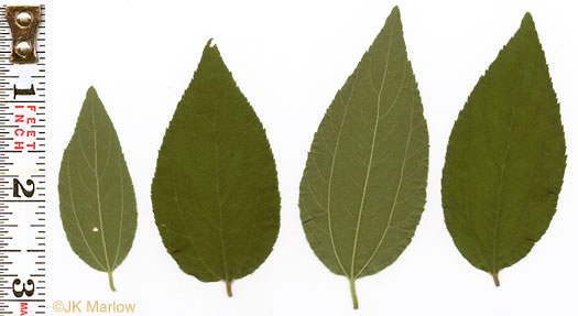 image of Ceanothus americanus var. americanus, Common New Jersey Tea, Redroot, Northeastern Ceanothus