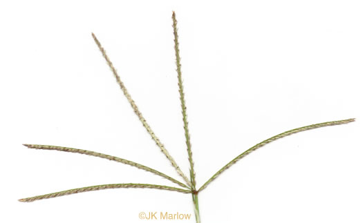 image of Cynodon dactylon, Bermuda Grass, Scutch Grass