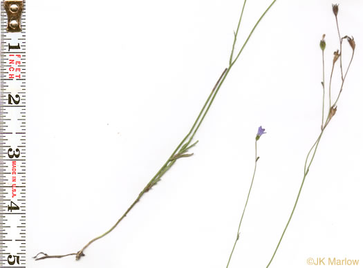 image of Wahlenbergia marginata, Wahlenbergia, Asian Rockbell, Asiatic bellflower, Southern Rockbell