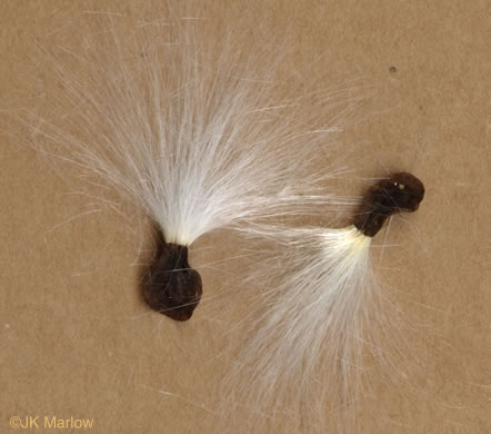 image of Matelea carolinensis, Carolina Spinypod, Climbing Milkweed, Climbing Milkvine, Maroon Carolina Milkvine