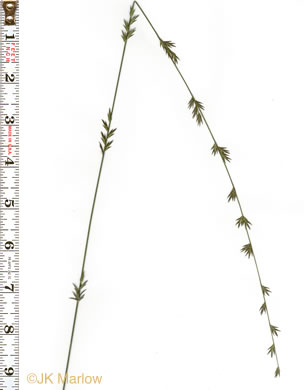 image of Chasmanthium laxum, Slender Woodoats, Slender Spikegrass