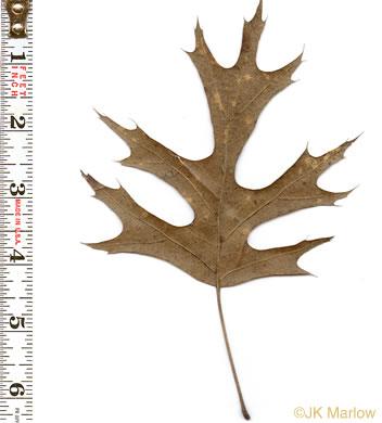 Quercus shumardii, Shumard Oak, Swamp Red Oak