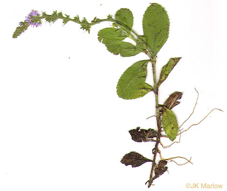 image of Veronica officinalis, Common Speedwell, Gypsyweed, Heath Speedwell