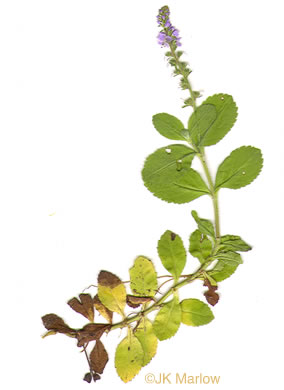 image of Veronica officinalis, Common Speedwell, Gypsyweed, Heath Speedwell