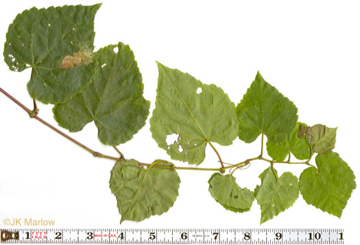 image of Vitis vulpina, Frost Grape, Winter Grape, Chicken Grape